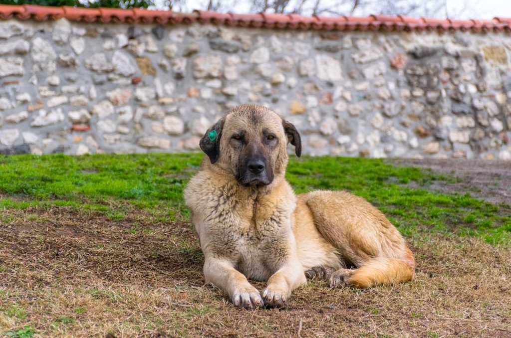 pexels-photo-28429090 Dog Chilling